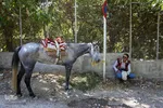 سوارکاران خراسان شمالی در راه مشهد