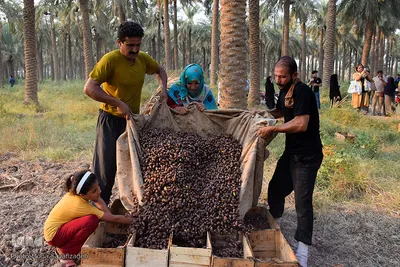 برداشت خرما و رطب در شهرستان کارون