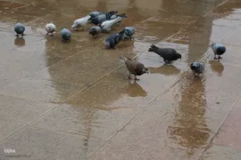 ششم ذی‌القعده، بزرگداشت حضرت شاهچراغ(ع)‎‎