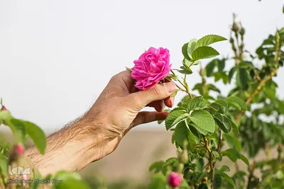 اینجا عطر گل محمدی صرف نیات خیر می‌شود