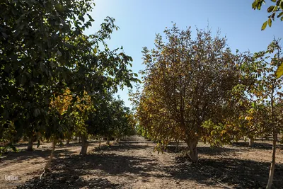 برداشت گردو اصلاح شده با دستگاه مکانیزه