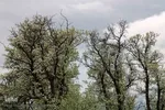 شکوفه های پیرترین درختان اهر
