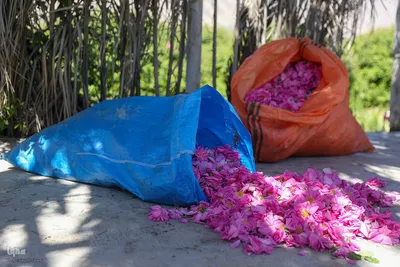 جشنواره گل محمدی در میمند فارس