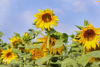 مزرعه گل های آفتابگردان