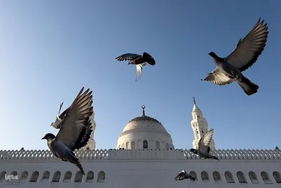 زیارت دوره زائران در مدینه منوره