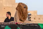 آئین نمادین ورود قافله امام حسین(ع) به دشت کربلا