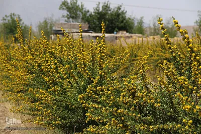 دانه‌های طلایی زرشک در کویر خراسان‌‌جنوبی