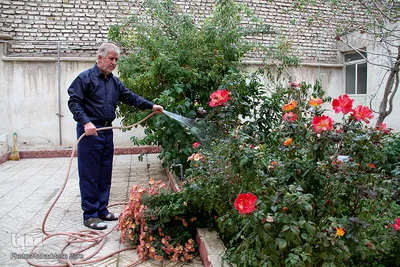 او گاهی همسرش را برای آبیاری باغچه ی کوچکشان همراهی می کند.