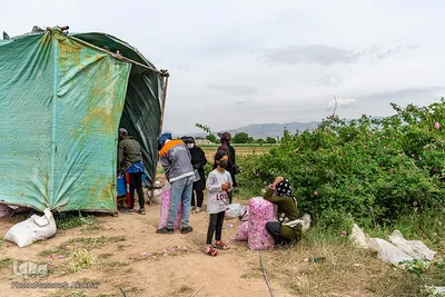 برداشت گل محمدی در گلستان‌های البرز