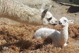 افزایش زاد و ولد در باغ وحش طی ایام قرنطینه