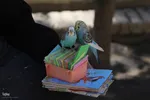 فال حافظ