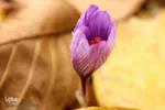 طبیعت پاییزی خراسان‌جنوبی