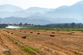 جشن شکرگزاری برداشت گندم‎