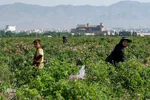 برداشت گل محمدی در ساوجبلاغ