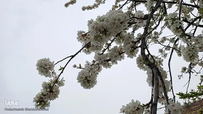 شکوفه های بهاری در اهر