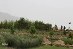 اردیبهشت باغ گل های شیراز‎‎