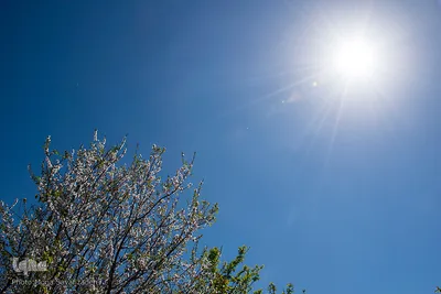 شکوفه‌های زردآلو در روستای منصوریه بهبهان