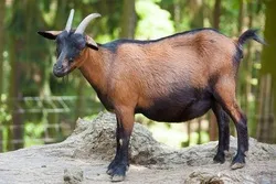Fresh Halal Goat Meat Popular in Minnesota