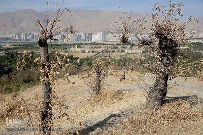 پارک جنگلی چیتگر