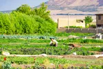 نبض زندگی در دل ناژوان
