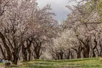 سامان شهر شکوفه‎های بهاری