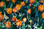 جشنواره لاله‌های آسارا‎‎