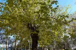 طبیعت برگ ریز پارک شیخ شهاب الدین اهری در آخرین ماه از فصل پاییز