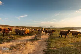 تالاب قوریگل