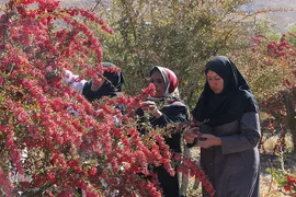 جشنواره ملی زرشک در خراسان جنوبی
