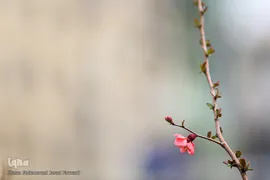 حال و هوای بهاری در شهر تهران