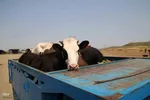 بازار گرمی گوشت قربانی در عید قربان – شهرستان اهر