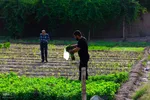 نبض زندگی در دل ناژوان