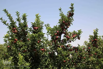برداشت سیب از باغات میوه شهرستان اهر