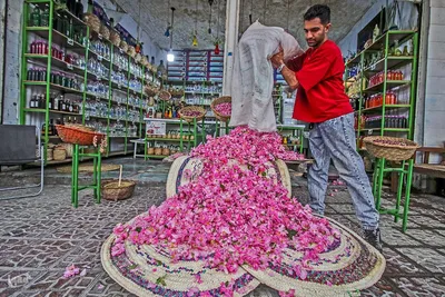 برداشت گل در میمند فارس برای دانش آموزان شهید میناب