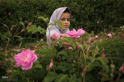 برداشت گل در میمند فارس برای دانش آموزان شهید میناب