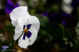 شکوفه های بهاری