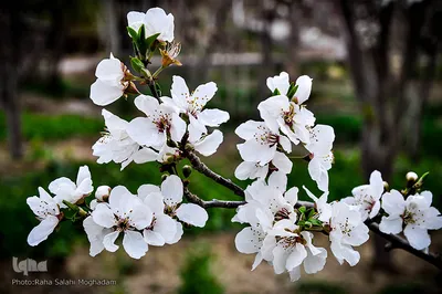 جلوه ای از زیبایی فصل بهار در بیرجند
