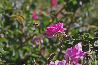 نخستین رویداد گلاب‌گیری سنتی در بوستان کوهستانی دراک شیراز