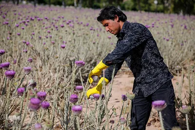 برداشت گیاه دارویی خارپنیری در استهبان فارس