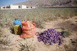 برداشت گیاه دارویی خارپنیری در استهبان فارس