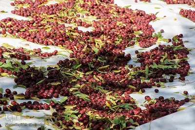 برداشت عناب در خراسان‌جنوبی