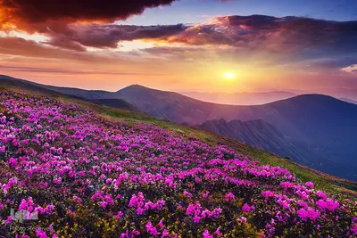 بهار در جهان