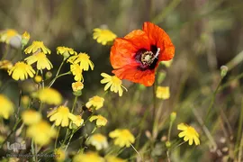 دشت شقایق‌های وحشی قم