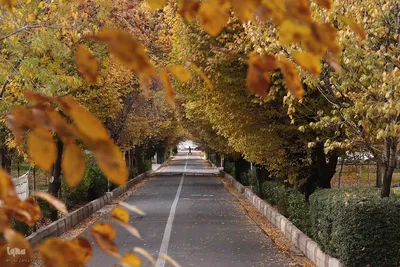 طبیعت پاییزی تبریز