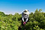 برداشت گل‌محمدی در آذربایجان شرقی