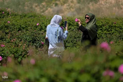 جشنواره گل محمدی در میمند فارس