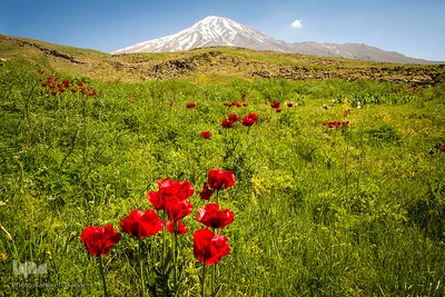 دشت شقایق‌های «رینه»
