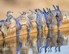تصاویر غیر معمول از پرندگان