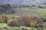 طبیعت پاییزی منطقه جنگلی تنباکولوی هوراند