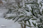 اصفهان در آغوش زمستان